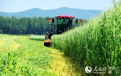 黑龙江农场爆料视频最新